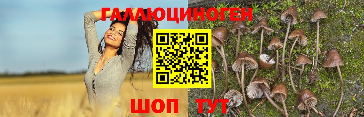сколько стоит  Галлюциногенные грибы Psilocybine cubensis  Вход с VPN  Тосно 